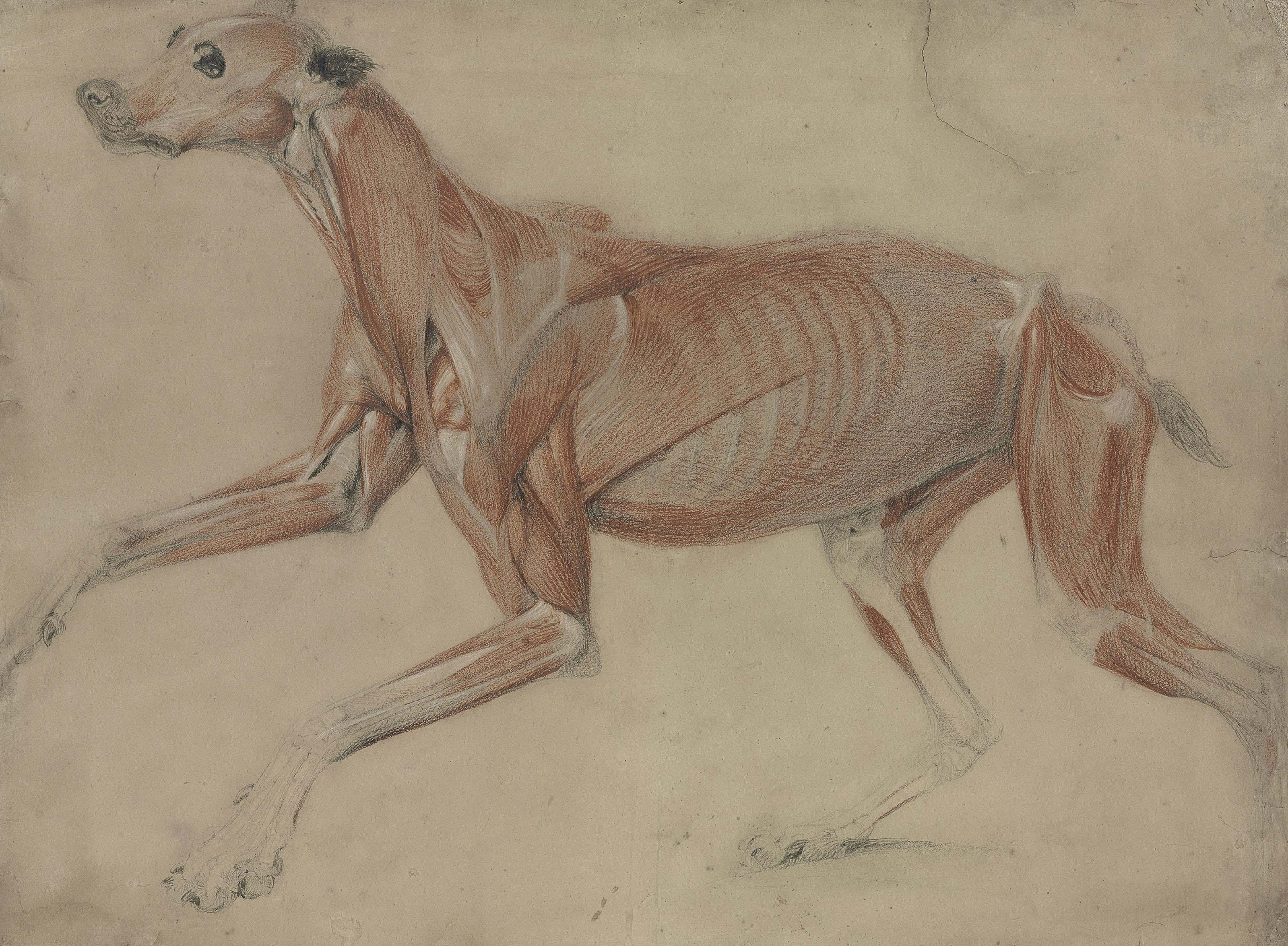 Charles Landseer, R.A. - A full size écorché study of a hound