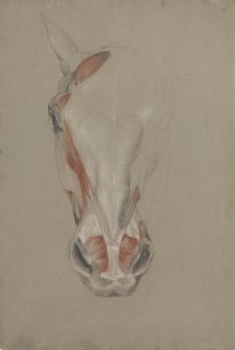 Charles Landseer, R.A. - The hind quarters of an écorché dog; Three studies of the hind leg of an écorché god; A partly dissected head of a horse, seen from the front; and An écorché dog