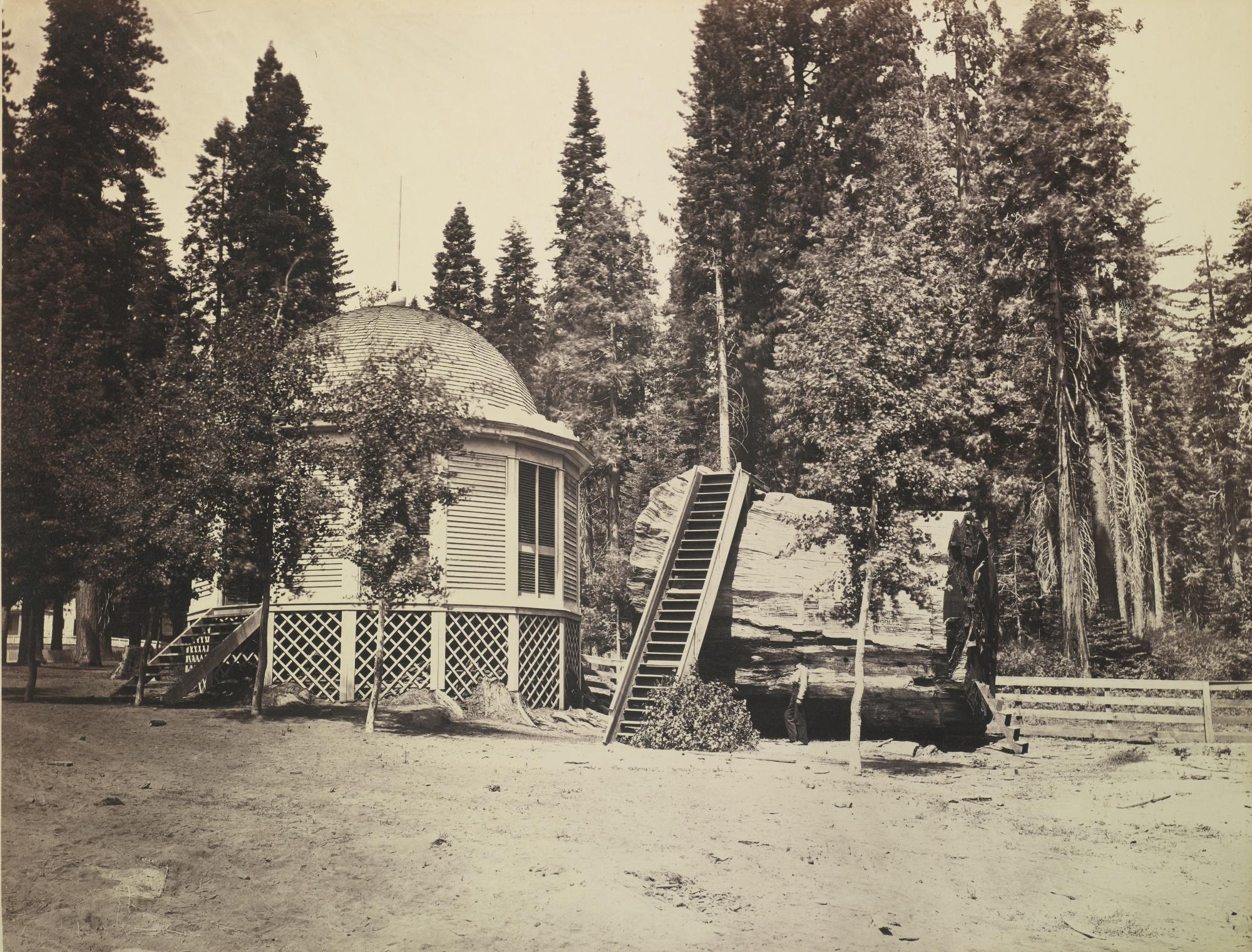 Charles Leander Weed - Selected Views In Big Tree Grove