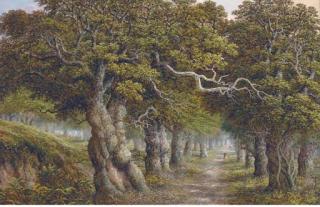 Charles Leaver - The forest track