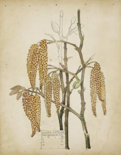 Charles Rennie Mackintosh - Alder Catkins, Walberswick
