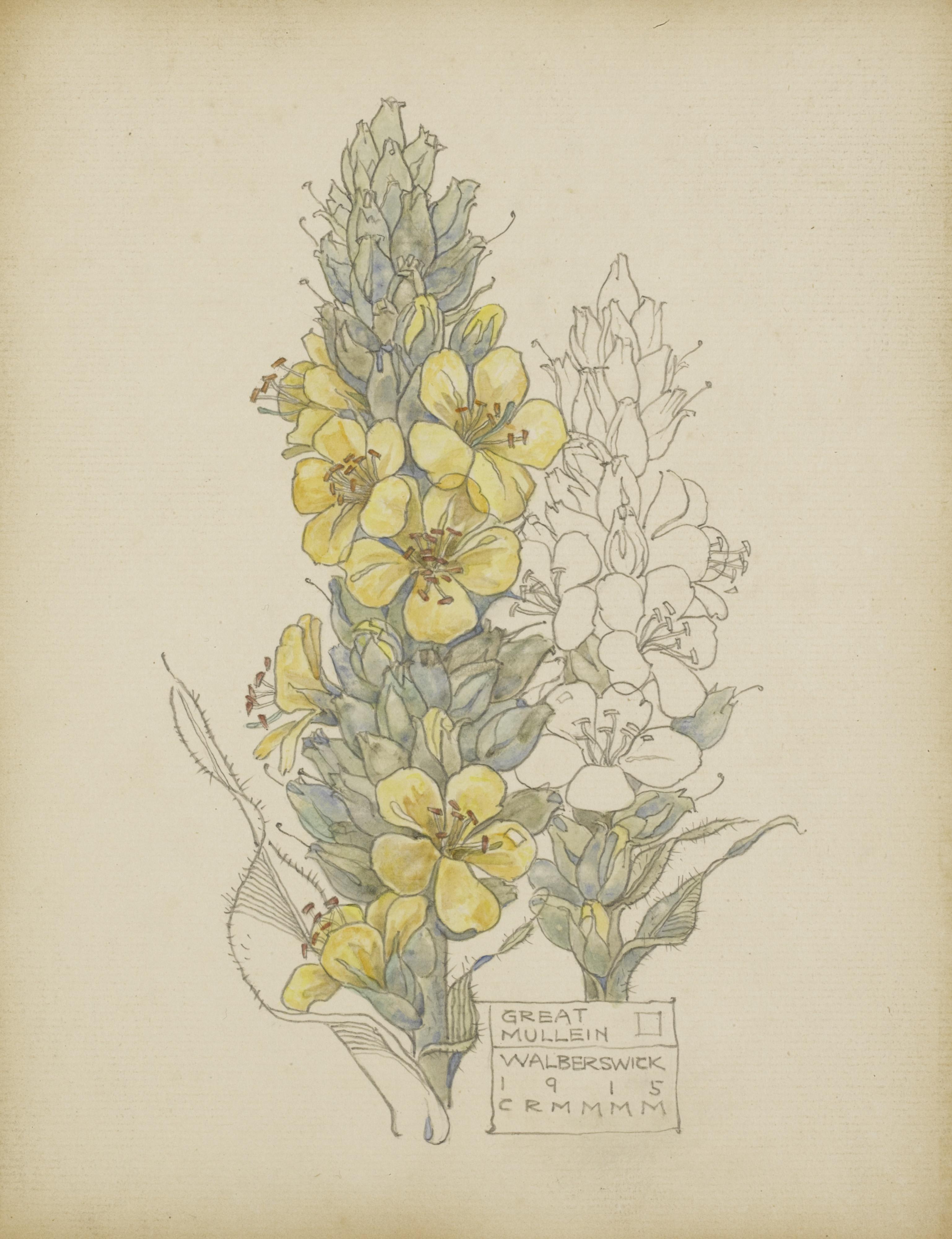 Charles Rennie Mackintosh - Great Mullein, Walberswick