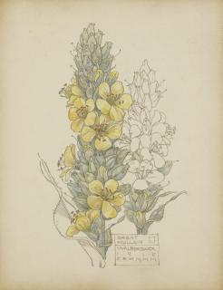 Charles Rennie Mackintosh - Great Mullein, Walberswick