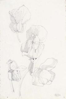 Charles Rennie Mackintosh - Large petals
