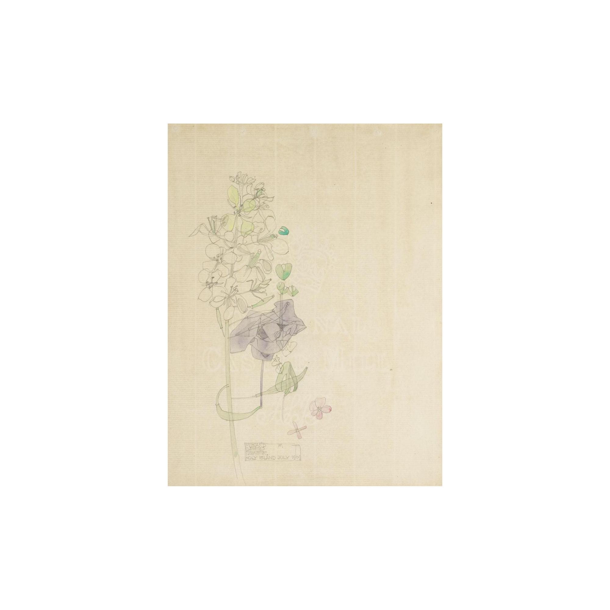 Charles Rennie Mackintosh - Mustard-Seed Flower, Holy Island