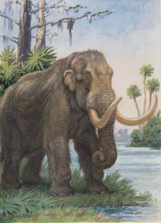 Charles Robert Knight - American Mastodon