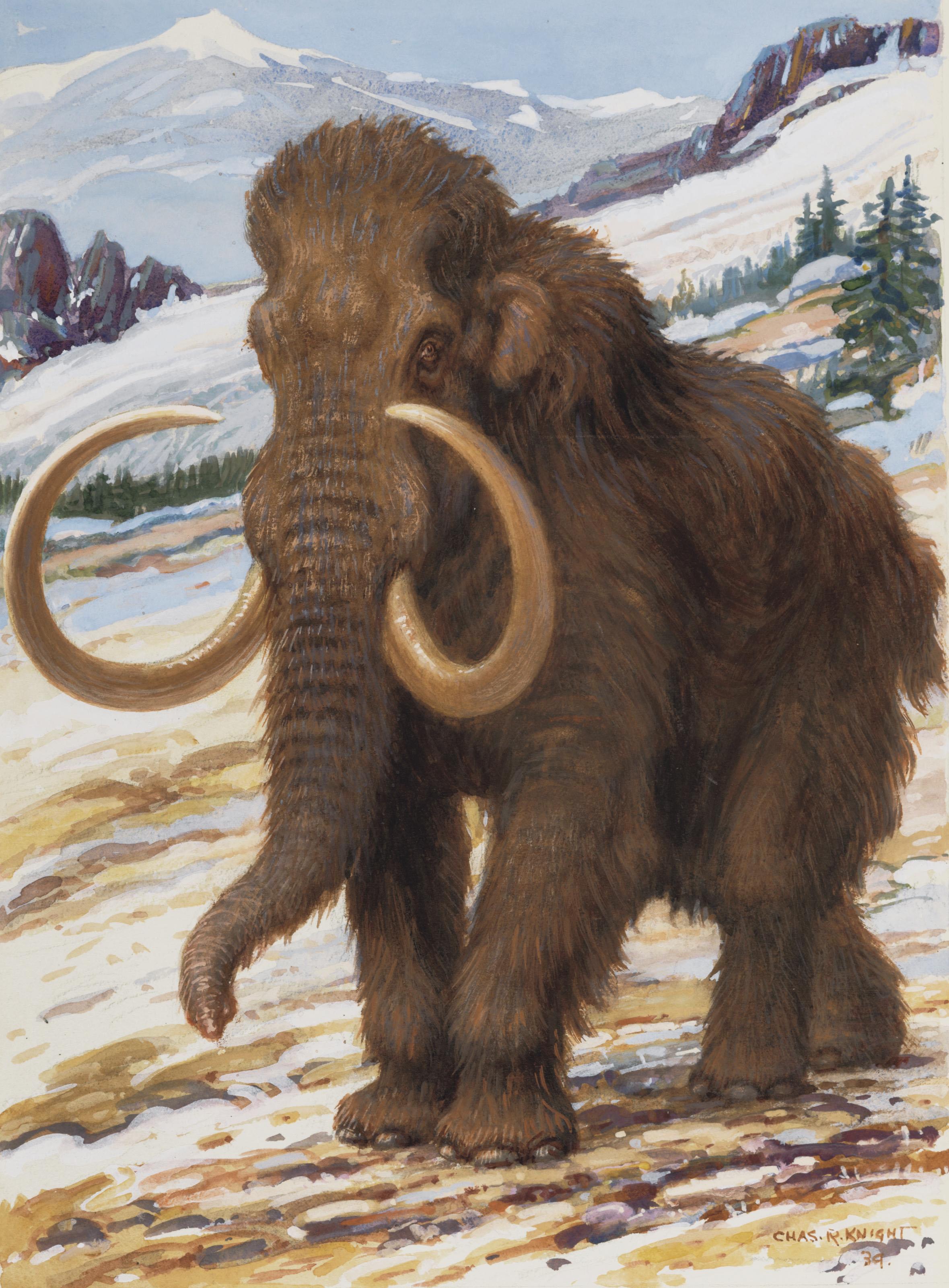 Charles Robert Knight - Woolly Mammoth