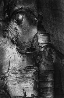 Charles Sheeler - Beech Tree - Near the Base