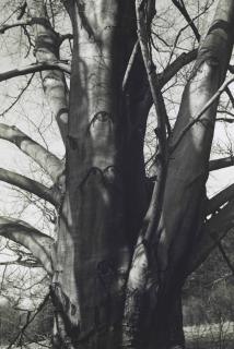 Charles Sheeler - Copper Beech, 1948-1952