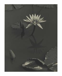 Charles Sheeler - The Lily, Mt. Kisco, 1918–1919