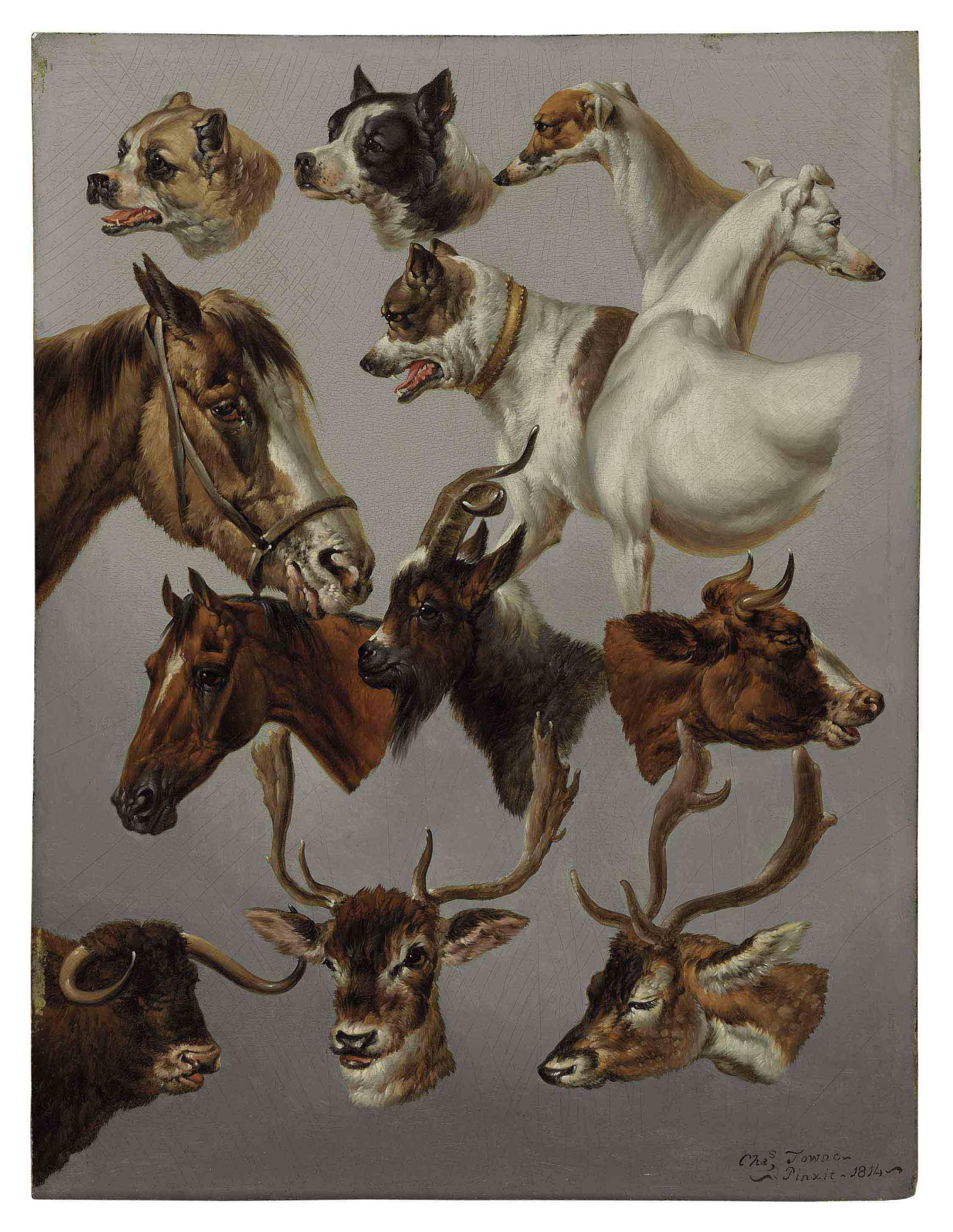 Charles Towne - Animal Studies