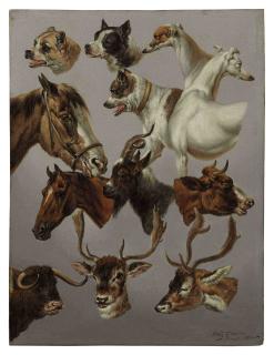 Charles Towne - Animal Studies