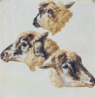 Charles Towne - Study of heads of sheep