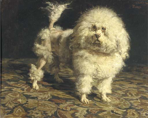 Charles van den Eycken - Pedro: portrait of a poodle