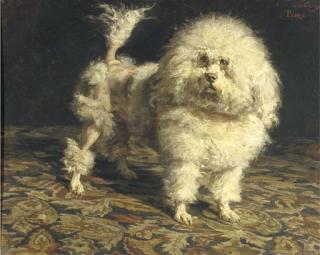 Charles van den Eycken - Pedro: portrait of a poodle