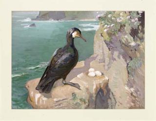Charles Walter Simpson, R.I., R.O.I. - A Nesting Cormorant