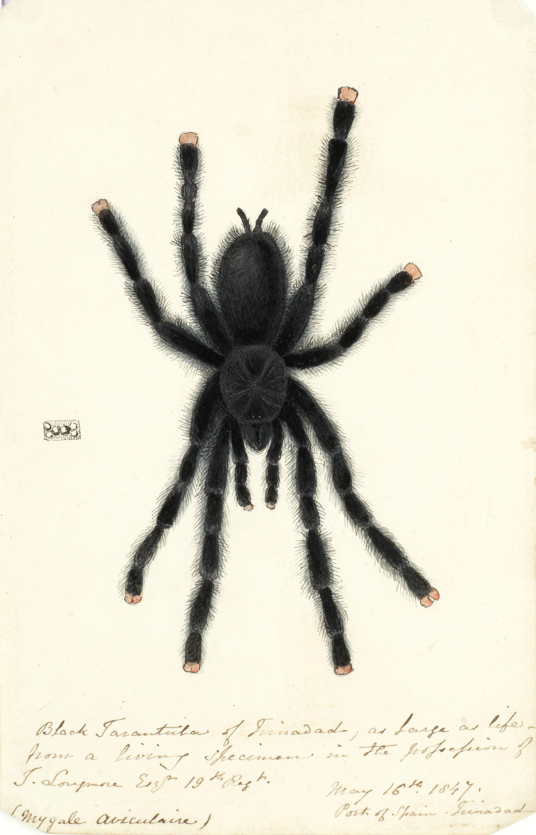 Charles William Day - A Collection Of Twenty Works On Paper Depicting The Landscape, Flora And Fauna Of The West Indies 13 X 21.5 Cm (5 1/8 X 8 7/16In) And Smaller. (20)