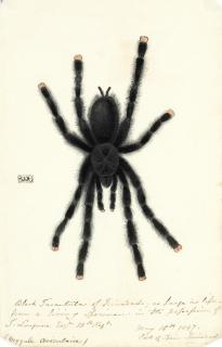 Charles William Day - A Collection Of Twenty Works On Paper Depicting The Landscape, Flora And Fauna Of The West Indies 13 X 21.5 Cm (5 1/8 X 8 7/16In) And Smaller. (20)