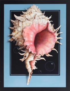 Charley Brown - The Sea Shell