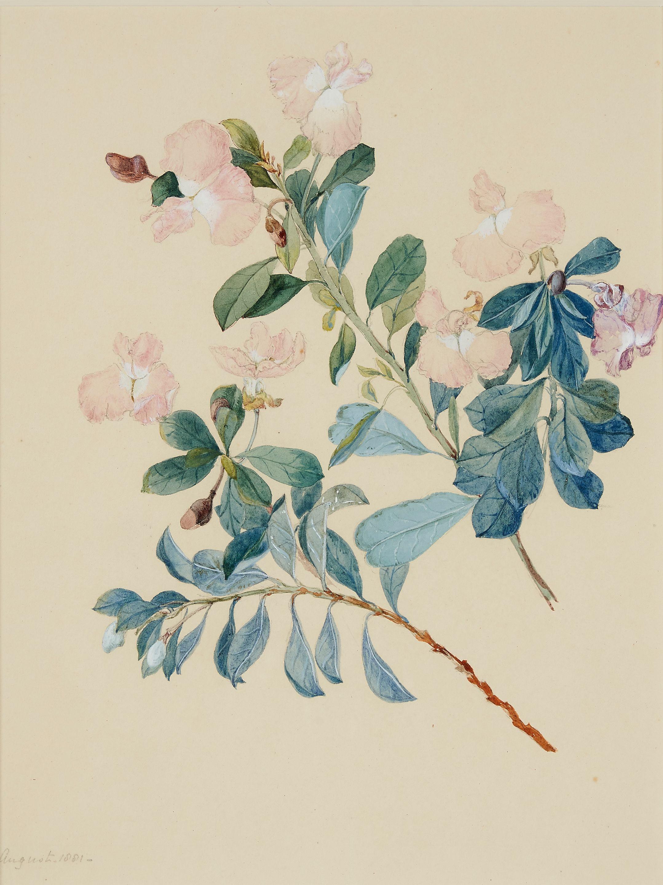 Charlotte Anne Lefroy - (Hovea Montana, Mountain Purple Pea), 1881