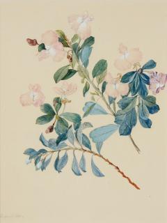Charlotte Anne Lefroy - (Hovea Montana, Mountain Purple Pea), 1881