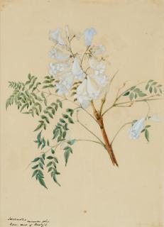 Charlotte Anne Lefroy - Jacaranda Minosifolio, Rose Wood of Brazil, 1881