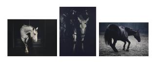 Charlotte Dumas - Charlotte Dumas (B. 1977)