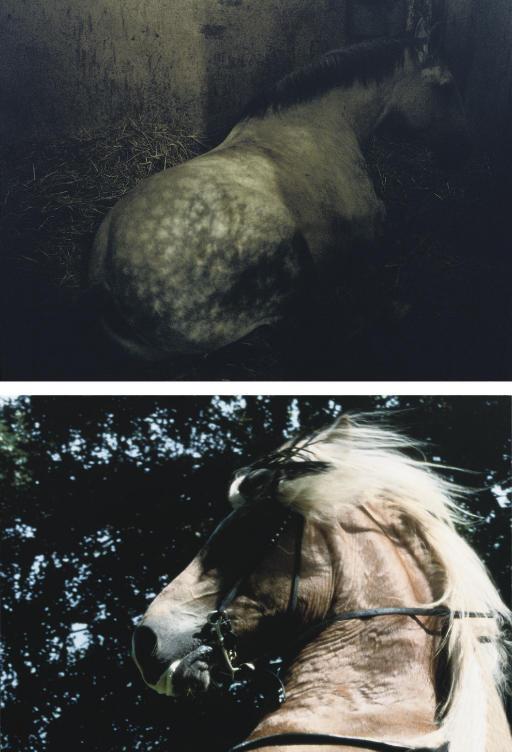 Charlotte Dumas - Jonker