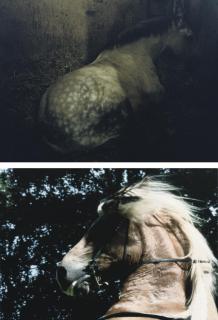 Charlotte Dumas - Jonker