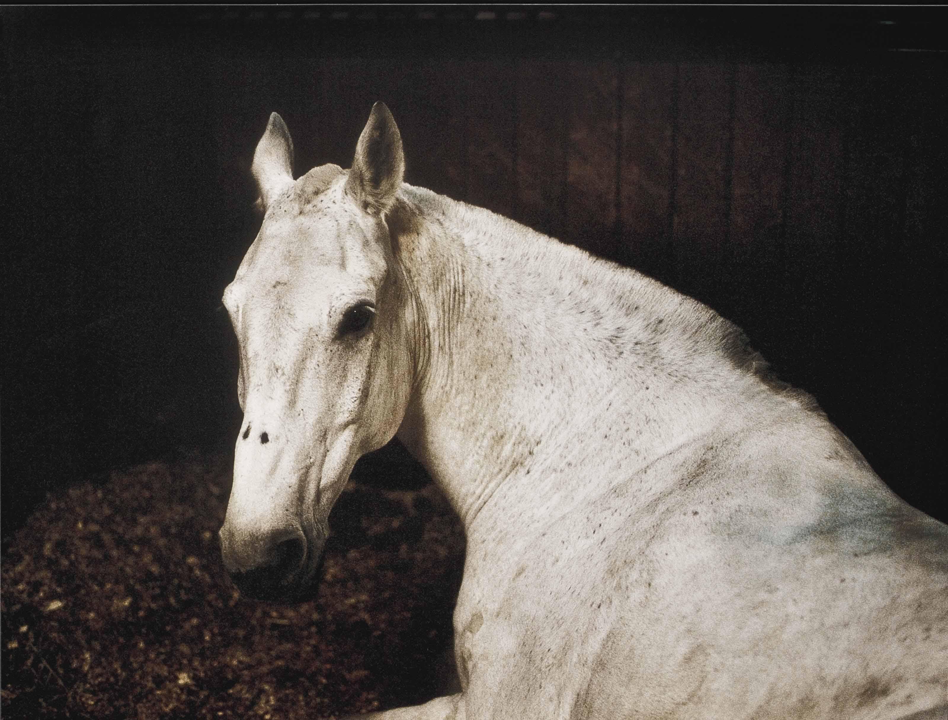 Charlotte Dumas - Major, Arlington National Cemetery, Arlington, Virginia, 2012