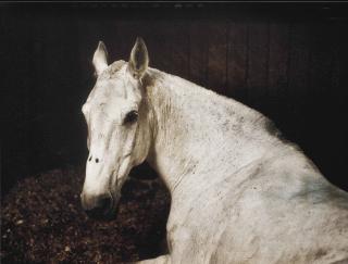 Charlotte Dumas - Major, Arlington National Cemetery, Arlington, Virginia, 2012