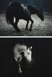 Charlotte Dumas - Untitled