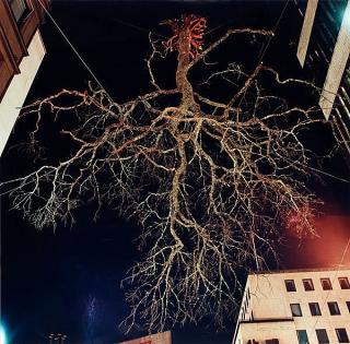 Charlotte Gyllenhammar - \