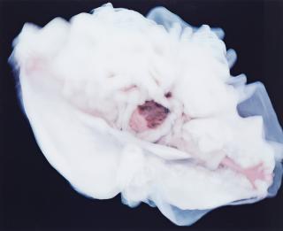 Charlotte Gyllenhammar - \