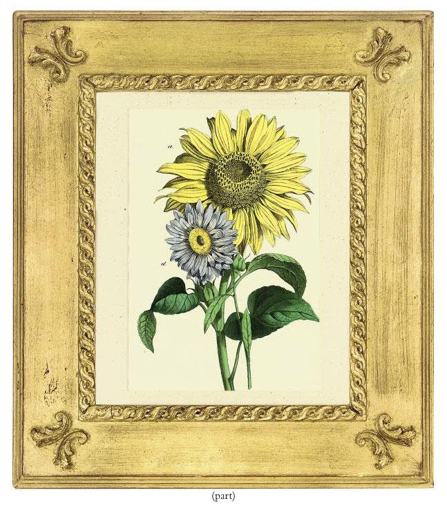 Charlotte Mary Yonge - Six floral studies