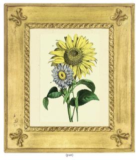 Charlotte Mary Yonge - Six floral studies