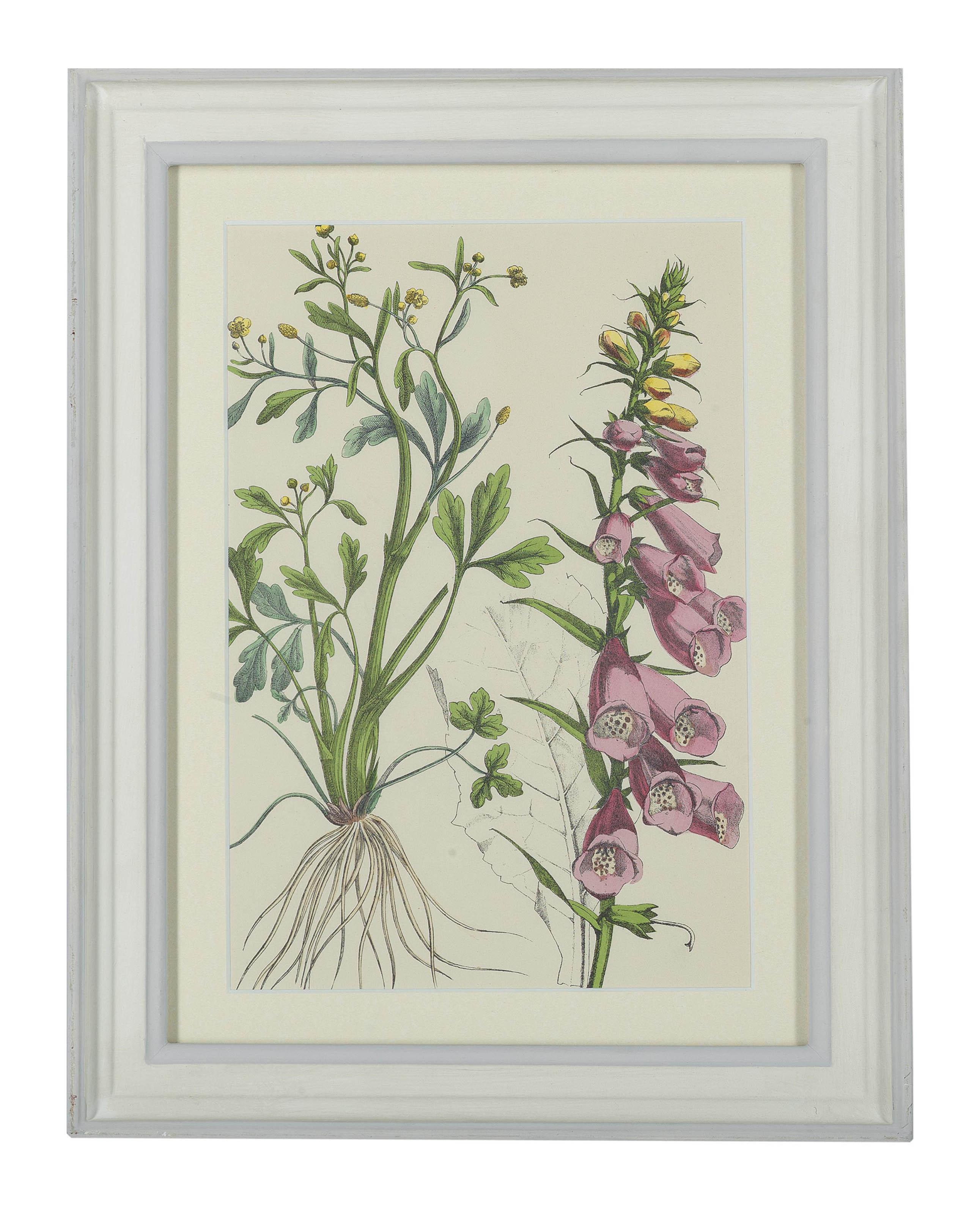 Charlotte Mary Yonge - Twelve floral studies