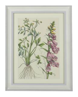 Charlotte Mary Yonge - Twelve floral studies