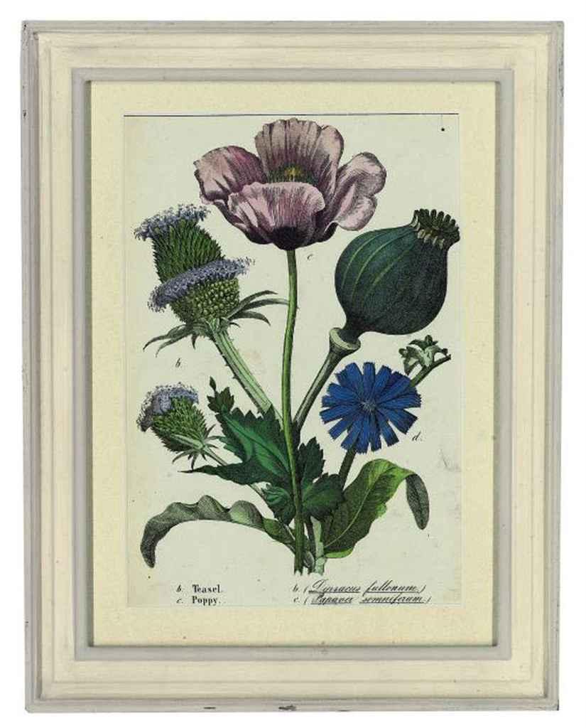 Charlotte Mary Yonge - Twelve floral studies