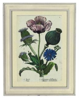 Charlotte Mary Yonge - Twelve floral studies