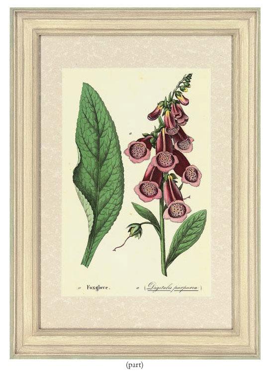 Charlotte Mary Yonge - Twelve floral studies