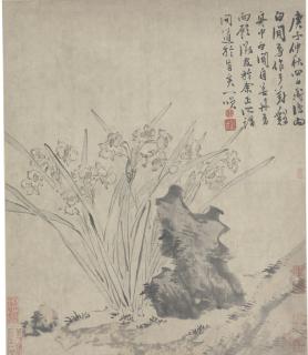 Chen Chun - Narcissus