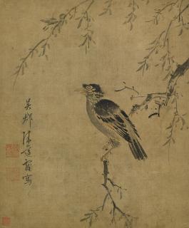 Chen Zun - Crested Myna