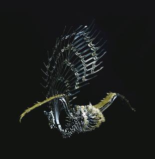 Choe U-Ram - Arbor Deus Pennatus