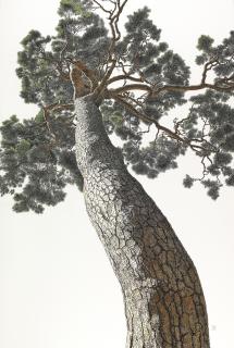Choi Yeong-Geol - An Auspicious Pine 2