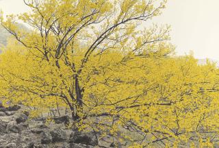 Choi Yeong-Geol - Full Blossom