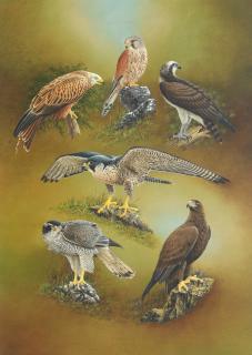 Chris Christoforou - British Raptors