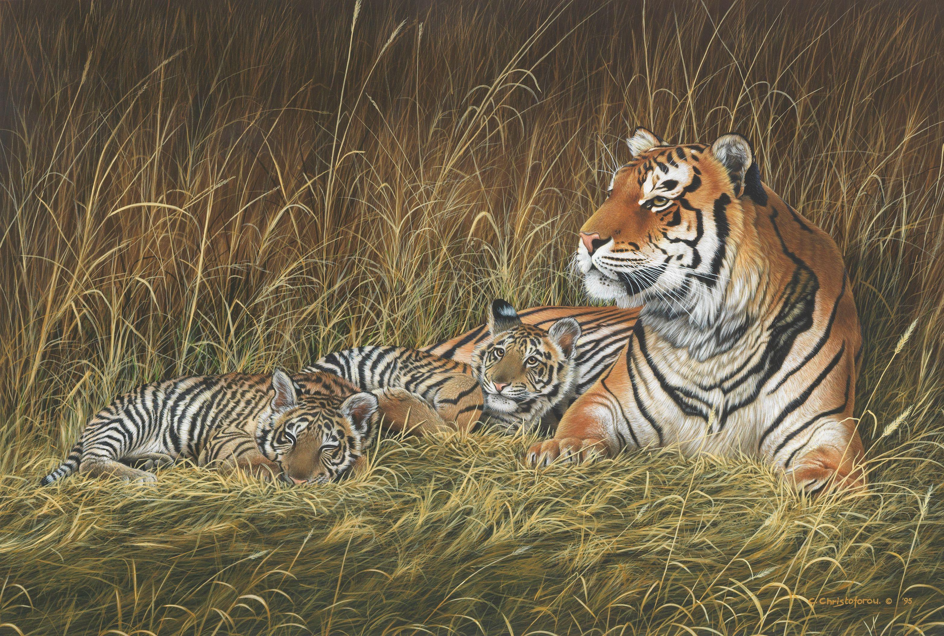 Chris Christoforou - Tiger and Cubs