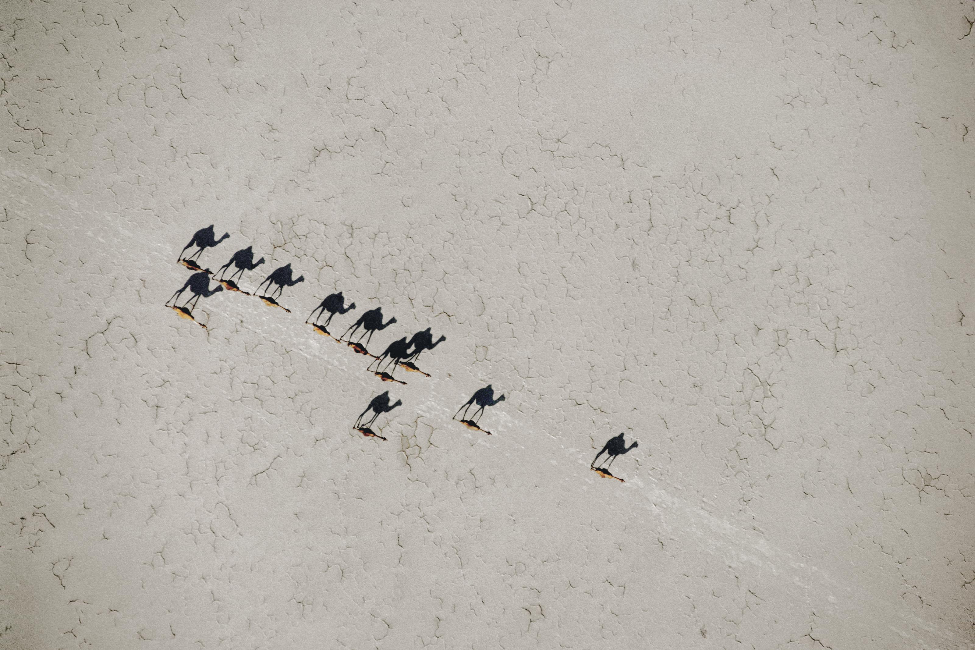 Chris Johns - Camels, Rift Valley, 1988