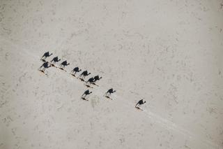 Chris Johns - Camels, Rift Valley, 1988